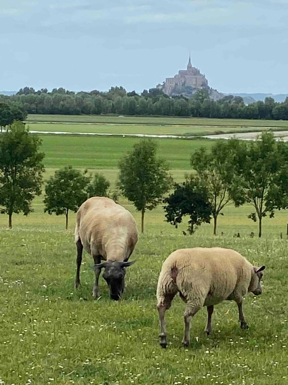 Gites Le Mont Desclos Saint Michel Beauvoir  Værelse billede